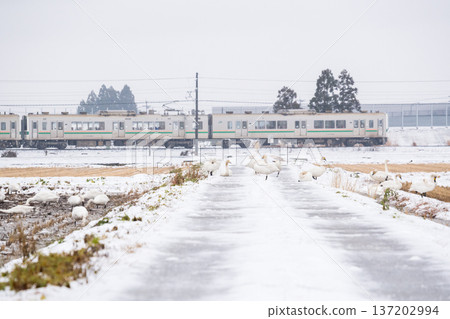 [Yamagata Line] Swans in the snowy fields and a local train 137202994