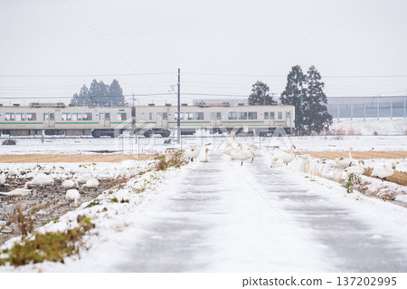 [Yamagata Line] Swans in the snowy fields and a local train 137202995