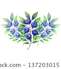 Lush watercolor composition of ripe blue blueberries on leafy green branches. This detailed botanical painting showcases fresh forest berries with rich textures and vibrant natural tones. 137203015