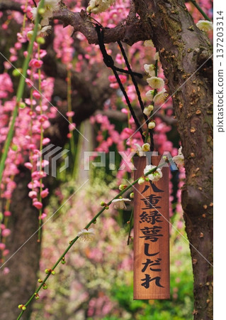 Yuki Shrine, Tsu City, Mie Prefecture: White weeping plum blossoms in full bloom (double-petaled, green calyx weeping) 137203314