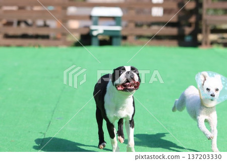 A Boston terrier and a white toy poodle running energetically A Boston terrier and a white toy poodle running energetically 137203330