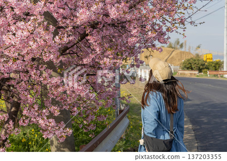 一位女子背對著鏡頭,抬頭仰望河津櫻花。 一位女子背對著鏡頭,抬頭仰望河津櫻花。 137203355