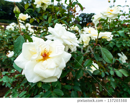 Beautiful autumn scenery: Colorful autumn roses in full bloom Beautiful autumn scenery: Colorful autumn roses in full bloom 137203388