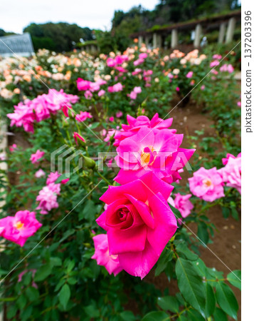 Beautiful autumn scenery: Colorful autumn roses in full bloom 137203396