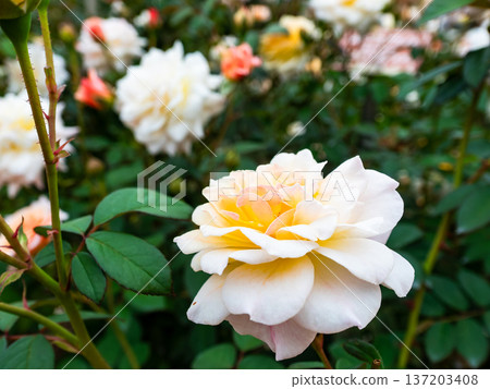 Beautiful autumn scenery: Colorful autumn roses in full bloom Beautiful autumn scenery: Colorful autumn roses in full bloom 137203408