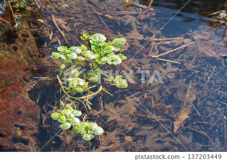 Winter Stream Watercress 01 137203449