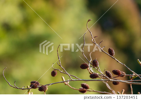 Winter forest: Alder fruit and branches 01 Winter forest: Alder fruit and branches 01 137203451