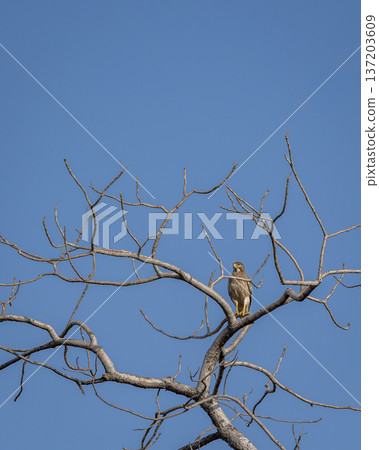 White eyed buzzard or Butastur teesa perched on tree branch in natural blue sky background at kanha national park forest tiger reserve madhya pradesh india White eyed buzzard or Butastur teesa perched on tree branch in natural blue sky background at kanha national park forest tiger reserve madhya pradesh india 137203609