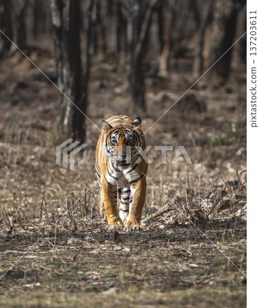Indian wild royal bengal female tiger or panthera tigris or tigress head on territory strolling in morning summer season jungle safari drive at ranthambore national park forest reserve rajasthan india Indian wild royal bengal female tiger or panthera tigris or tigress head on territory strolling in morning summer season jungle safari drive at ranthambore national park forest reserve rajasthan india 137203611