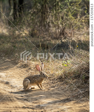wild indian hare or black naped hare or Lepus nigricollis on forest track or road in summer season safari at ranthambore national park tiger reserve rajasthan india 137203613