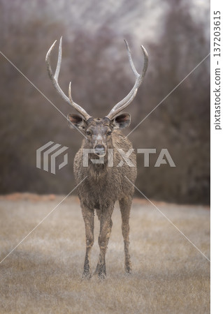 Wild alert male Sambar deer or Rusa unicolor closeup or portrait with large antlers long horn or stag with eye contact in safari at forest of india asia. largest deer of Indian subcontinent Wild alert male Sambar deer or Rusa unicolor closeup or portrait with large antlers long horn or stag with eye contact in safari at forest of india asia. largest deer of Indian subcontinent 137203615