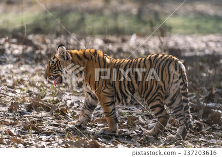 wild bengal tiger or panthera tigris bold cute female cub side profile walking or roaming alone on jungle trail in summer season safari ranthambore national park forest reserve rajasthan india asia wild bengal tiger or panthera tigris bold cute female cub side profile walking or roaming alone on jungle trail in summer season safari ranthambore national park forest reserve rajasthan india asia 137203616