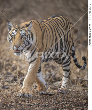 wild sub adult male bengal tiger or panthera tigris head on walking with eye contact at panna national park forest reserve madhya pradesh india during summer season morning safari wild sub adult male bengal tiger or panthera tigris head on walking with eye contact at panna national park forest reserve madhya pradesh india during summer season morning safari 137203617