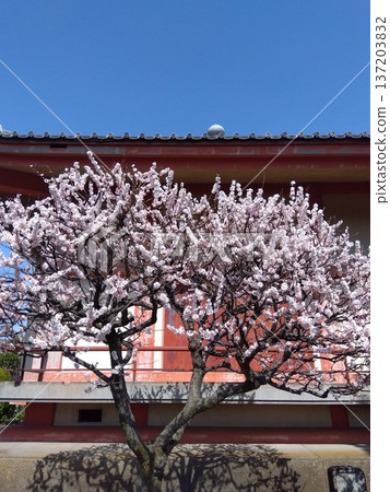 White plum blossoms blooming beside the main temple hall in early spring 137203832