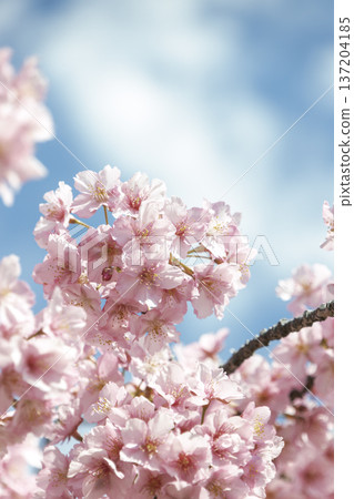 Kawazu cherry blossoms in full bloom against the blue sky, close-up, spring transparency background Kawazu cherry blossoms in full bloom against the blue sky, close-up, spring transparency background 137204185