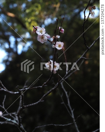 Pale pink plum blossoms blooming in the shade (single variegated white plum blossoms on a branch) 137204278