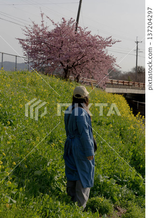 Spring scenery of rape blossoms and Kawazu cherry blossoms blooming on the slopes Spring scenery of rape blossoms and Kawazu cherry blossoms blooming on the slopes 137204297