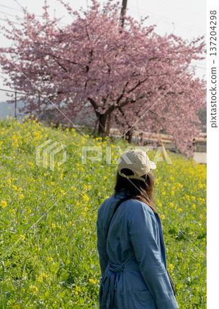 Spring scenery of rape blossoms and Kawazu cherry blossoms blooming on the slopes Spring scenery of rape blossoms and Kawazu cherry blossoms blooming on the slopes 137204298