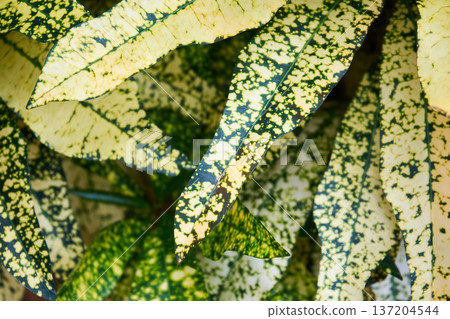 Vibrant speckled green and yellow leaf pattern detail. Close up of nature background. Abstract plant texture image for organic design. 137204544
