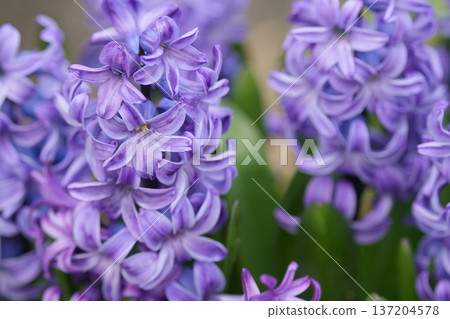 風信子花 137204578