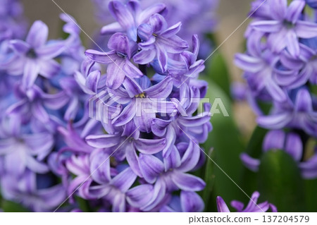 風信子花 風信子花 137204579