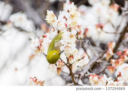 【野鳥】一隻繡眼鳥飛來李樹上吸食花蜜。 137204869