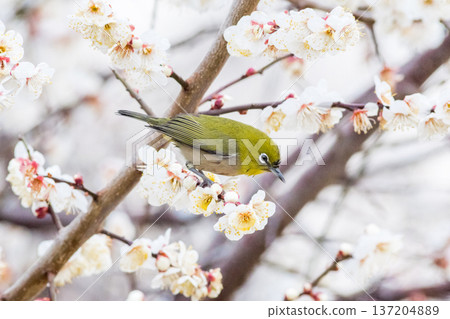 【野鳥】一隻繡眼鳥飛來李樹上吸食花蜜。 【野鳥】一隻繡眼鳥飛來李樹上吸食花蜜。 137204889