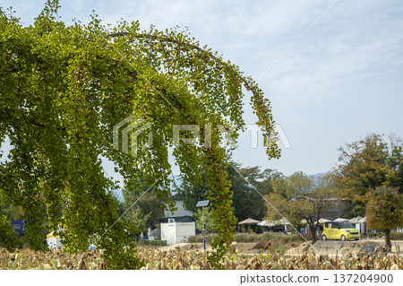Han River bike path 137204900