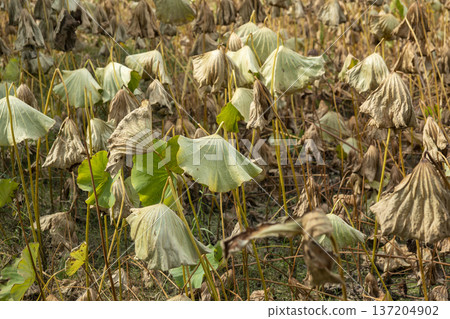 Han River bike path 137204902