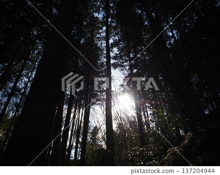 雪松森林 137204944