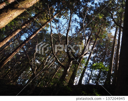 雪松森林 雪松森林 137204945