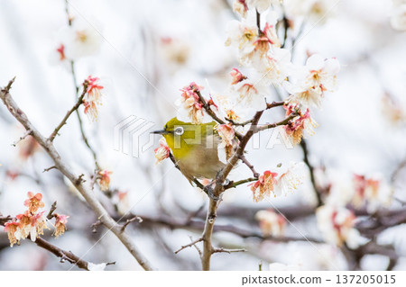 【野鳥】一隻繡眼鳥飛來李樹上吸食花蜜。 【野鳥】一隻繡眼鳥飛來李樹上吸食花蜜。 137205015