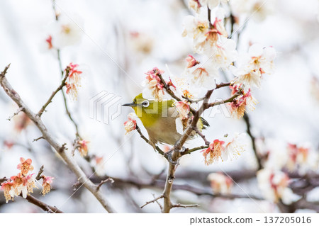 【野鳥】一隻繡眼鳥飛來李樹上吸食花蜜。 【野鳥】一隻繡眼鳥飛來李樹上吸食花蜜。 137205016