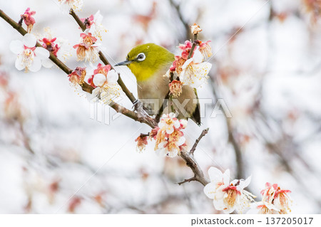 【野鳥】一隻繡眼鳥飛來李樹上吸食花蜜。 137205017
