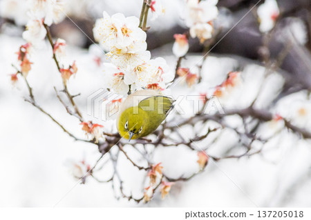 【野鳥】一隻繡眼鳥飛來李樹上吸食花蜜。 【野鳥】一隻繡眼鳥飛來李樹上吸食花蜜。 137205018