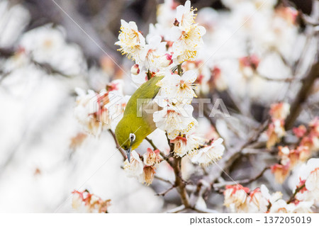 【野鳥】一隻繡眼鳥飛來李樹上吸食花蜜。 137205019