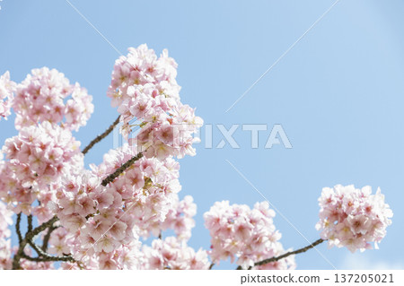 特寫鏡頭：盛開的河津櫻花映襯著藍天，春意盎然，留有空白背景。 137205021