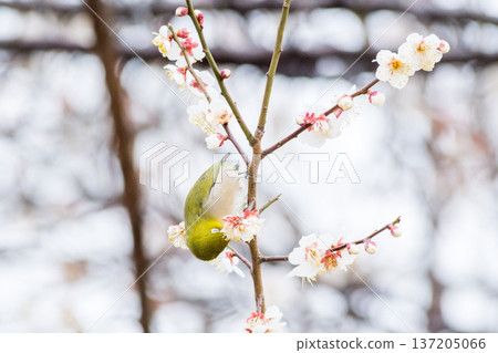 【野鳥】一隻繡眼鳥飛來李樹上吸食花蜜。 137205066