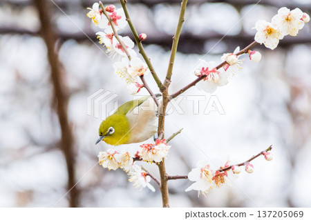 [Wild bird] A Japanese white-eye comes to drink nectar from a plum tree 137205069