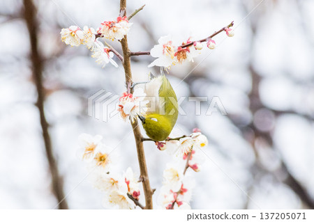 【野鳥】一隻繡眼鳥飛來李樹上吸食花蜜。 【野鳥】一隻繡眼鳥飛來李樹上吸食花蜜。 137205071