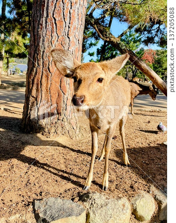 The friendly deer of Nara The friendly deer of Nara 137205088