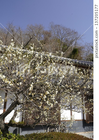 White plum blossoms blooming in an old house White plum blossoms blooming in an old house 137205177