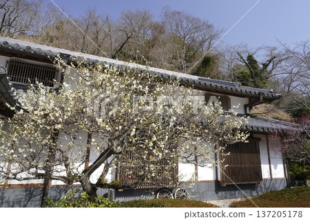 White plum blossoms blooming in an old house White plum blossoms blooming in an old house 137205178