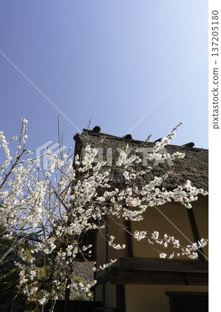White plum blossoms blooming in an old house White plum blossoms blooming in an old house 137205180
