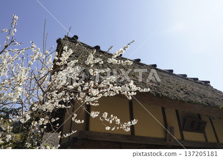 White plum blossoms blooming in an old house White plum blossoms blooming in an old house 137205181