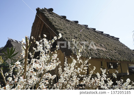 White plum blossoms blooming in an old house White plum blossoms blooming in an old house 137205185