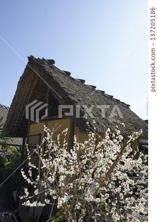White plum blossoms blooming in an old house White plum blossoms blooming in an old house 137205186
