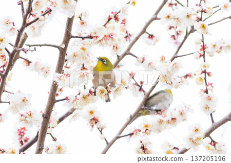 【野鳥】一隻繡眼鳥飛來李樹上吸食花蜜。 137205196