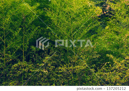 Bamboo forest bamboo grove Bamboo forest bamboo grove 137205212