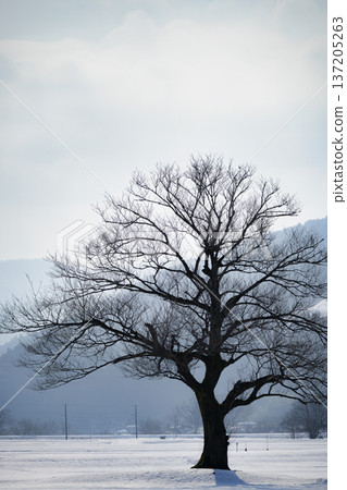 A winter tree standing in a pure white snowfield: Mountains shrouded in morning mist and a quiet rural landscape 137205263